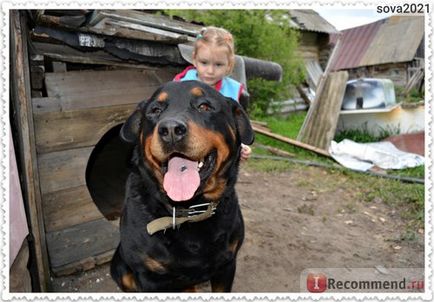 Rottweiler - Rottweiler - calitate germană