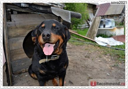 Rottweiler - Rottweiler - calitate germană