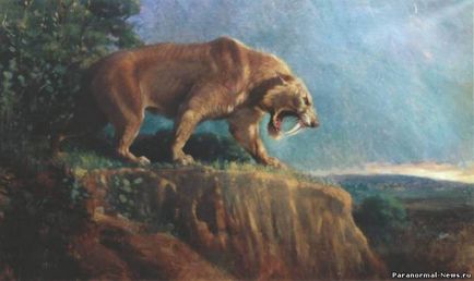 Tigrii Sabretooth mărturii vii ale vânătorului african - creaturi misterioase - știri