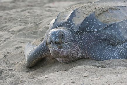 Cea mai rapidă broască țestoasă este o natură vie