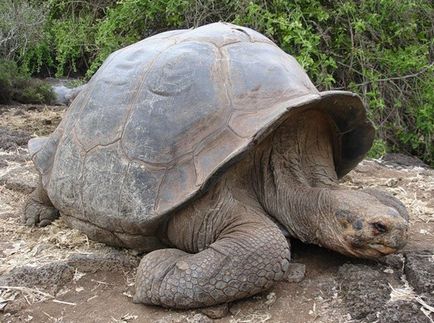 Cea mai mare țestoasă din lume