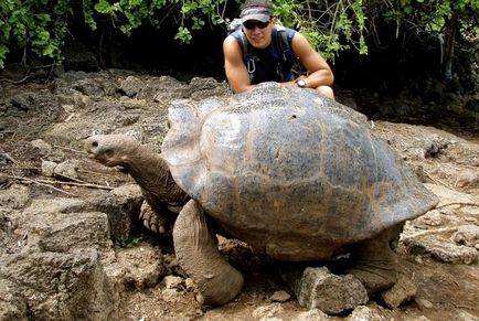 Найбільша черепаха в світі