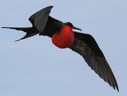 A leghíresebb bejegyzések madarak, érdekességek (rekord) A leghíresebb bejegyzések madarak, érdekességek