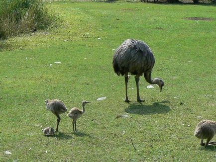 A leghíresebb bejegyzések madarak, érdekességek (amelyek leggyorsabb) A leghíresebb bejegyzések madarak, érdekességek
