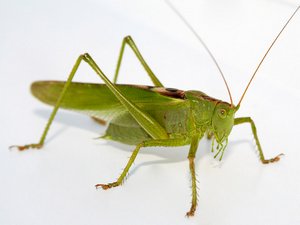 Locust specii, conținut, reproducere și fotografie, zoodom