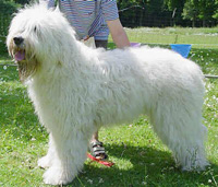 Сарлосская вовча собака, опис породи, характер собаки і фото