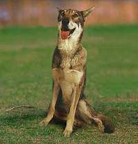 Сарлосская вовча собака, опис породи, характер собаки і фото