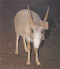 Saiga (animal)