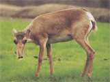 Saiga (animal)