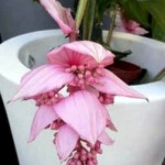 Secretele de gardenie în creștere - flori acasă