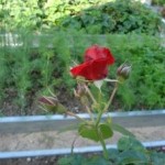 Secretele de gardenie în creștere - flori acasă