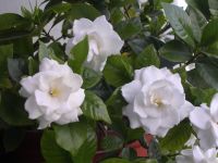 Secretele de gardenie în creștere - gospodăria noastră