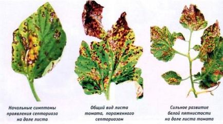 Septoria sau pete albe de roșii, semne și tratament - viața mea