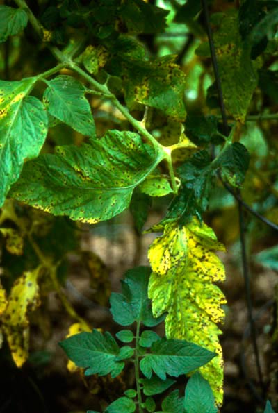 Septoria de tomate