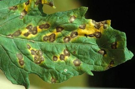 Septoria de tomate