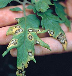 Septoria de tomate