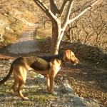 Hound sârbesc - popular în rasa de câini de vânătoare din Balcani