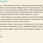 Сербська гончак - популярна на балканах мисливська порода собак