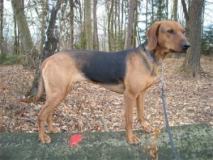 Hound sârbesc - popular în rasa de câini de vânătoare din Balcani