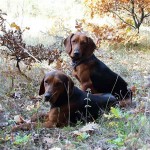 Hound sârbesc - popular în rasa de câini de vânătoare din Balcani