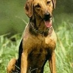 Hound sârbesc - popular în rasa de câini de vânătoare din Balcani