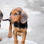 Szerb kopó - népszerű a Balkánon vadászat kutyák