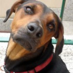 Hound sârbesc - popular în rasa de câini de vânătoare din Balcani