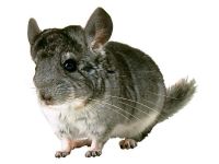 Chinchillas, chinchilla piele, alegerea din lier lier, frecvența de pieptanat chinchilla, inspecție