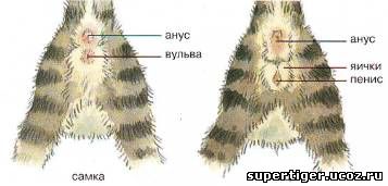 Scottish Fold kiscicák, eladó, Moszkva, tenyészetben - határozza meg a szex cica!