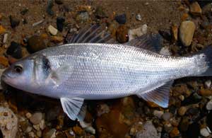 Bassul de mare este proprietăți utile și de colorare, și veți afla, de asemenea, unde sunt peștele de pește. Maricultură