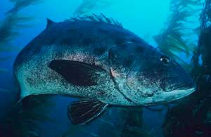 Sügér és koloriynost hasznos tulajdonságokkal, valamint megtanulod, amikor a szokásos hal tengeri sügér tengeri akvakultúra