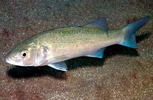 Bassul de mare este proprietăți utile și de colorare, și veți afla, de asemenea, unde sunt peștele de pește. Maricultură