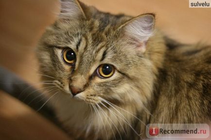 Szibériai - „az én gyönyörű macska mentes)” vásárlói vélemények