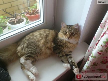 Сибірська кішка - «мій гарний безкоштовний кіт)», відгуки покупців