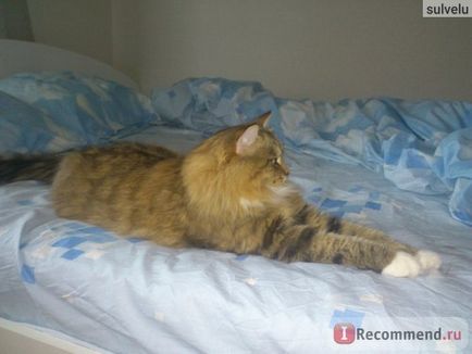 Сибірська кішка - «мій гарний безкоштовний кіт)», відгуки покупців
