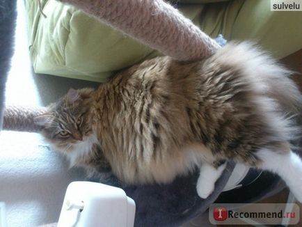 Szibériai - „az én gyönyörű macska mentes)” vásárlói vélemények