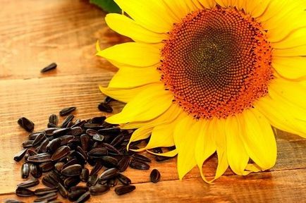 Semințe de floarea soarelui crude și prăjite dăunătoare și benefice