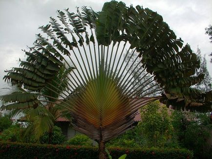 Fairy Beauty Peacock