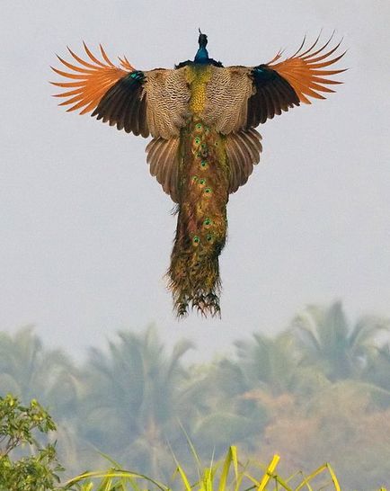 Fairy Beauty Peacock