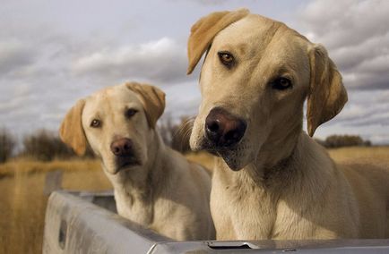 Собака породи лабрадор (лабрадор-ретривер) опис, фото, характеристика, догляд