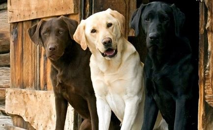 Câine Labrador Retriever (Labrador Retriever) descriere, fotografie, caracteristică, îngrijire