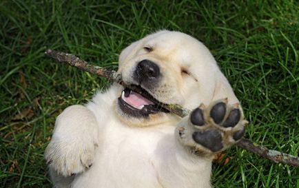 Kutyafajta Labrador (labrador retriever) leírást, fotókat, jellemzőit, gondozás