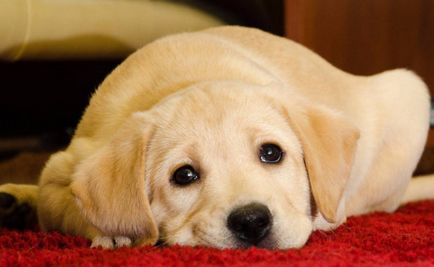 Câine Labrador Retriever (Labrador Retriever) descriere, fotografie, caracteristică, îngrijire