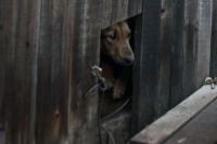 Câinele, care a încercat să părăsească Omsk în primăvară pe o floare de gheață, a fost salvat în toamnă, societatea aif Omsk