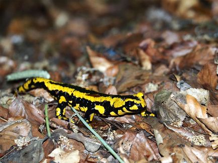 Conținutul de salamandru de foc, îngrijirea reproducerii reproducere boala reproducere boala comportamentul terariului