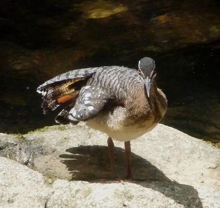 sunbittern