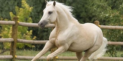 Calul alb visător la ceea ce un cal alb visează într-un vis