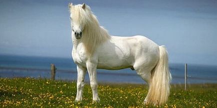 Calul alb visător la ceea ce un cal alb visează într-un vis