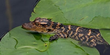 Un vis de croșetat mic crocodil ceea ce un vis mic crocodil într-un vis