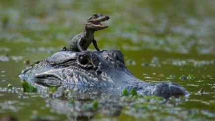 Interpretarea visului Un mic crocodil într-un vis Ce vise despre un mic crocodil Despre